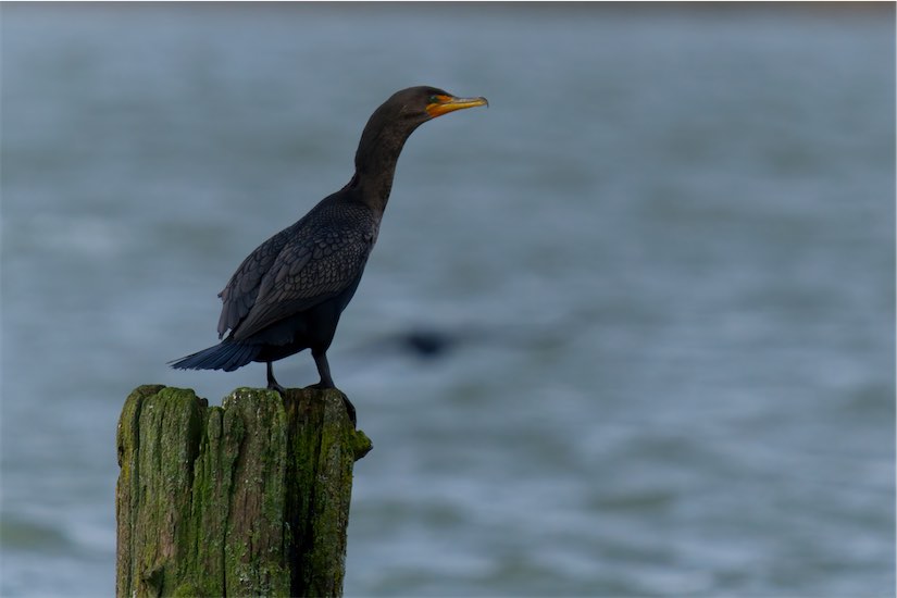 Cormorant 0203